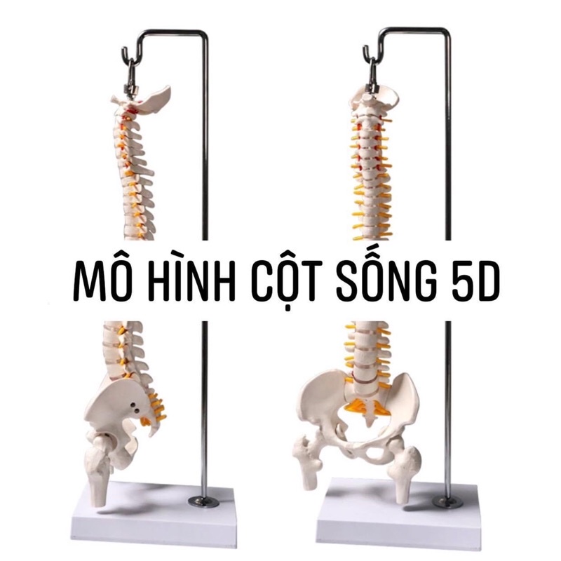 MÔ HÌNH: huyệt vị chân, cột sống, người 5D, cấu trúc da, mặt nạ canh có huyệt vị