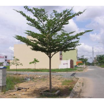 Cây Bàng Đài Loan - cây cảnh sân vườn