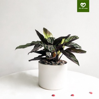 Cây Đuôi Công Tím size để bàn - Calathea Medallion