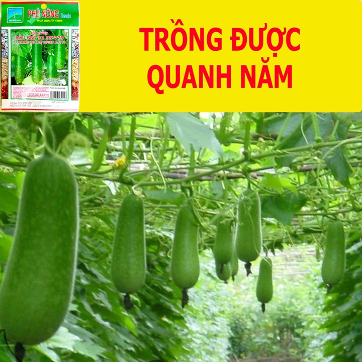 Hạt Giống Bầu Sao Quả Dài, Siêu Trái