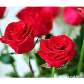Hạt giống hoa hồng nhung 20h