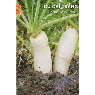 Hạt giống củ cải trắng gói 50gr