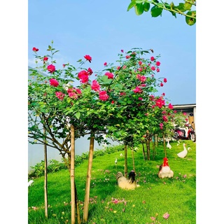 Combo 𝐜𝐡ă𝐦 𝐬ó𝐜 𝐡𝐨𝐚 đầ𝐲 đủ 6sp: 𝐩𝐡ò𝐧𝐠 𝐭𝐫ị 𝐛ệ𝐧𝐡 𝐯à 𝐝𝐢𝐧𝐡 𝐝ưỡ𝐧𝐠 𝐜𝐡𝐨 𝐡𝐨𝐚, 𝐜â𝐲 𝐜ả𝐧𝐡 từ A-Z