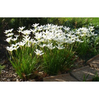 Củ Huệ mưa trắng 10 củ(hoặc mầu đỏ hồng khách lấy mầu gì báo shop) giá khuyến mại số lượng có hạn