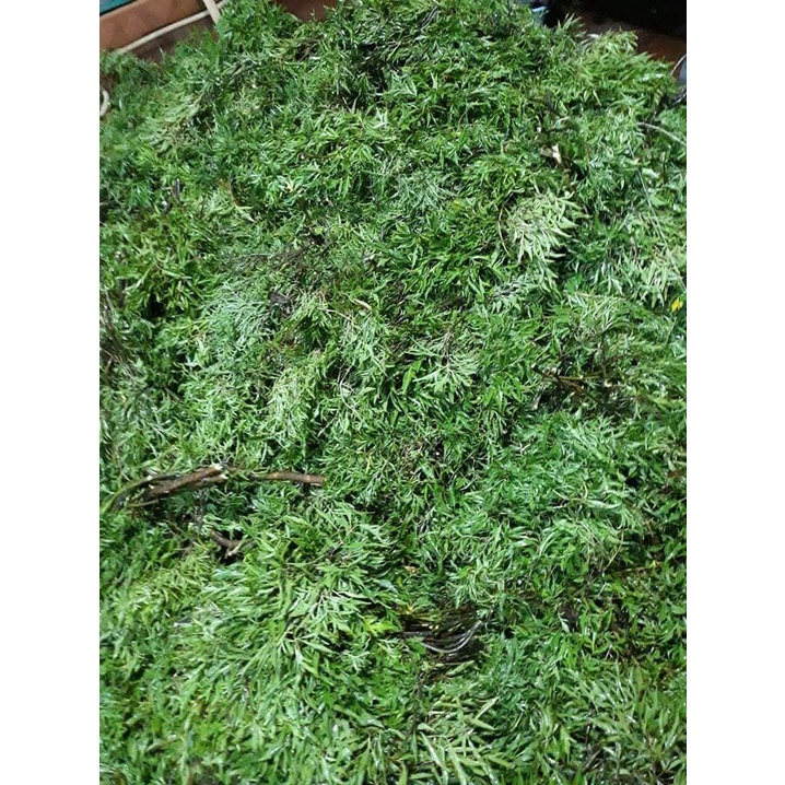 Lá đinh lăng khô , lá đinh lăng nếp phơi khô thơm nức, rối loạn tiền đình, ho, mất ngủ, hàng thơm mới