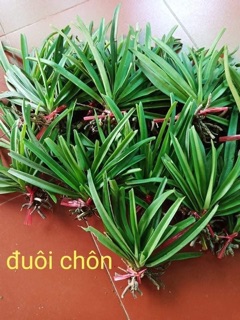 Lan đuôi chồn giống ( lan sóc ) - 1 cây