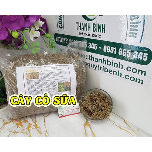 Cây Cỏ Sữa 100g - Thu Hái Hoàn Toàn Tự Nhiên | BigBuy360 - bigbuy360.vn
