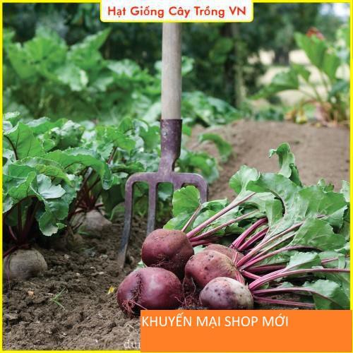 Hạt giống Củ Dền Đỏ Dễ Trồng - Gói 5 Gram khuyến mại shop mới