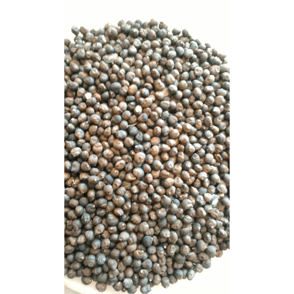 1kg hạt bông gòn giống