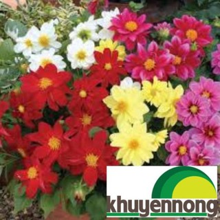 hạt giống hoa thược dược lùn 40 hạt
