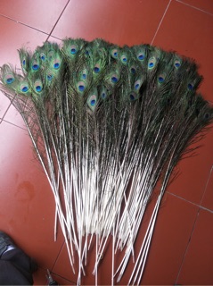 30 cành lông công loại vừa 95-100cm