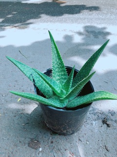 Nha Đam Kiểng