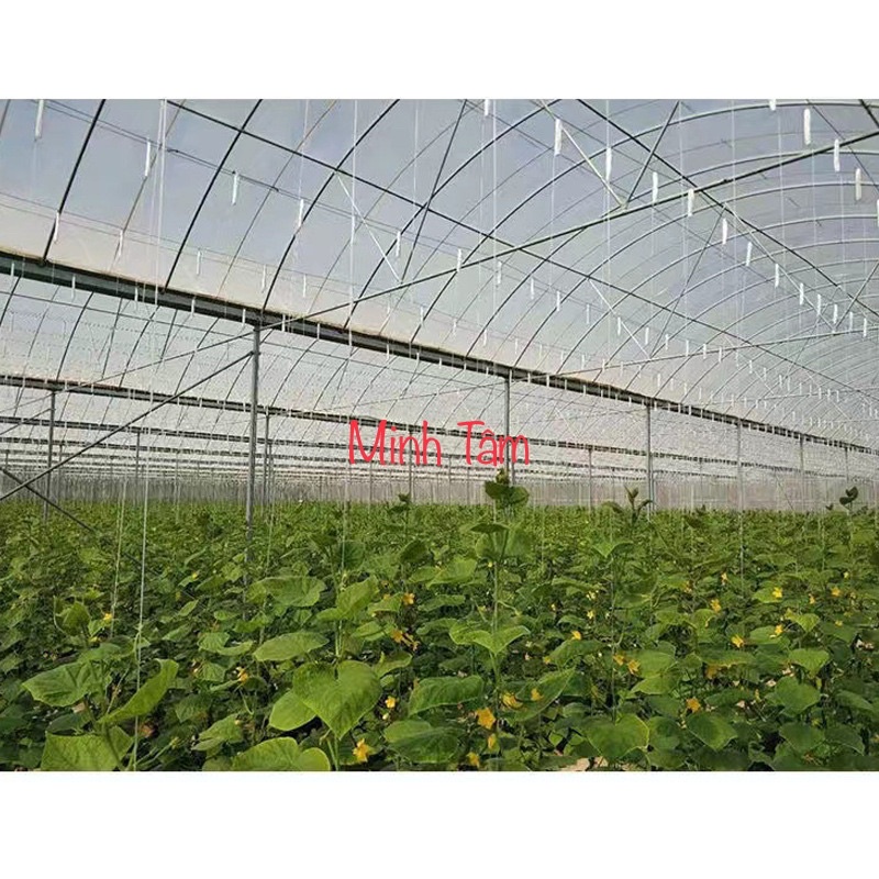 10 MÓC THÉP TREO DÂY DƯA LEO, DƯA LƯỚI, CÀ CHUA (đã kèm sẵn dây SE nông nghiệp 4-5m như hình)