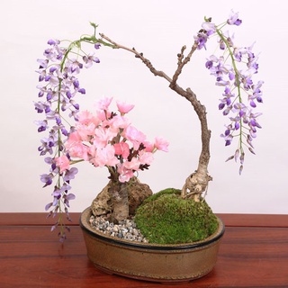 Hạt giống Hoa Tử đằng giá sỉ