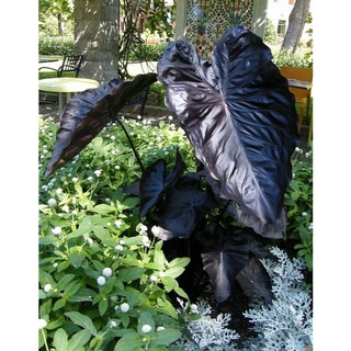 Cây Alocasia Black Coral