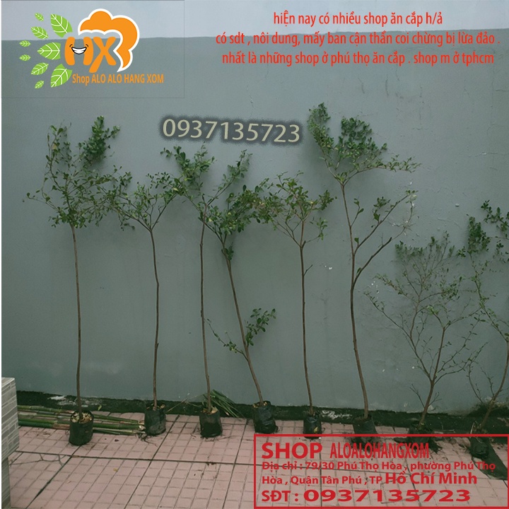 Cây bàng đài loan cao từ 79-90 cm