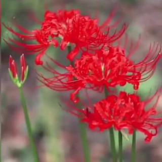 Củ giống hoa bỉ ngạn hoa màu đỏ - Kèm viên nén ươm củ - HGT