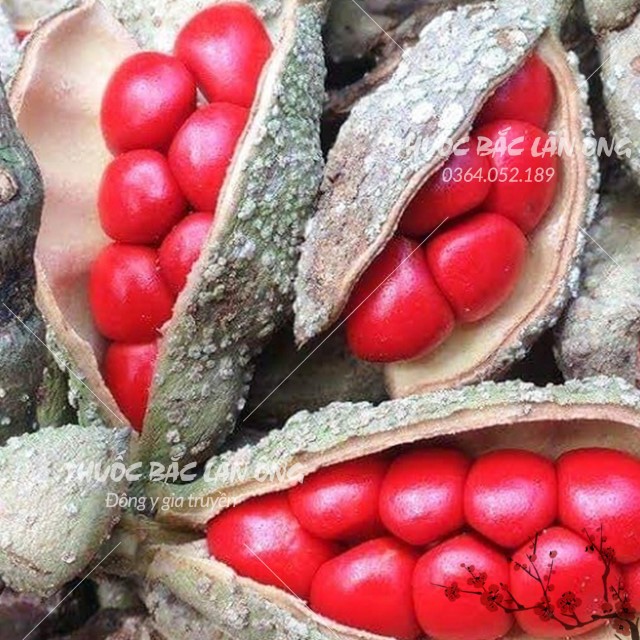 Hạt Dổi NếpTây Bắc 1kg
