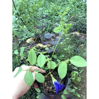 ♤♤ Chậu mềm đậu biếc