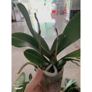 [GIÁ SỐC ] HOA LAN HỒ ĐIỆP 2,3 NGỒNG hoa đại cây to khoẻ ( có cả cây giống )