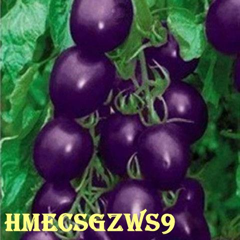 Hạt Giống Cà Chua Anh Đào 30h