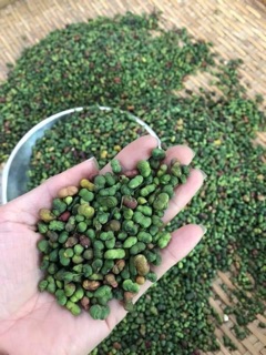 Quả Tam Thất Khô (500g/400k)