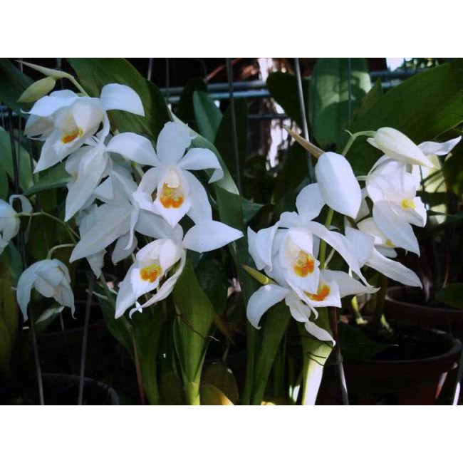 Hoa Lan Hàm Long, Thanh Đạm