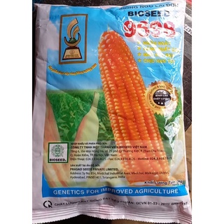 Hạt giống bắp lai 9698 1kg