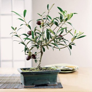 HẠT GIỐNG CÂY OLIU - 3 Hạt/ gói