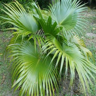 CÂY CỌ GIỐNG CÂY KINH TẾ CAO
