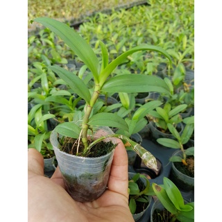 phi điệp bệt lâm sung