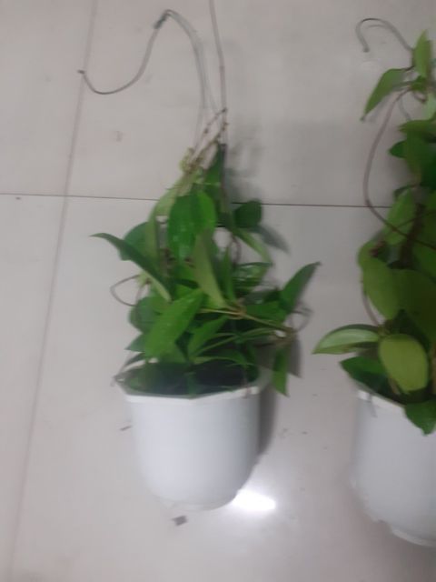 Lan cẩm cù màu đỏ tím như hình