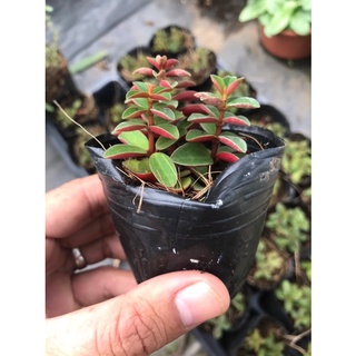 Sen đá đậu đỏ lá dẹp