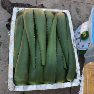 Cây nha đam giống mỹ