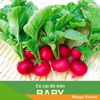 Hạt giống Củ cải đỏ tròn Baby