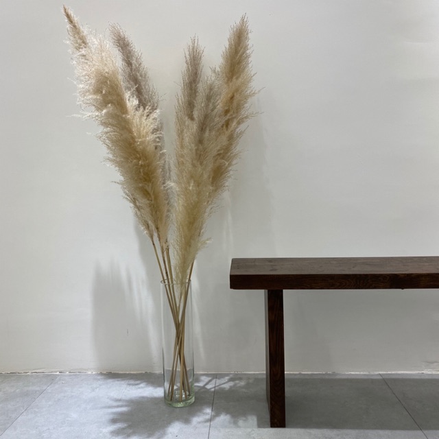 CỎ LAU nhập khẩu Hà Lan