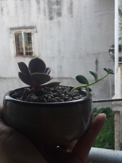 Chậu gốm sứ Nhật mini