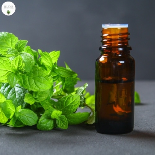 Tinh dầu Bạc Hà 50ml/100ml Pepermint essential oil - Tinh dầu thơm Ấn Độ nguyên chất