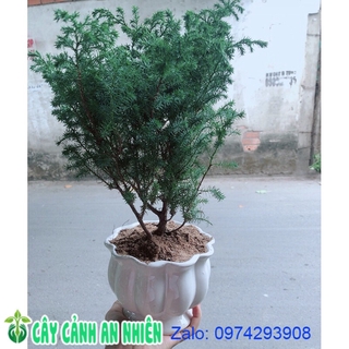 Chậu Tùng Bồng Lai