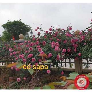 Cành Chiết Hồng Cổ Sapa Cành Chiết Hoa Hồng