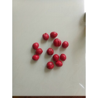 Giống cây Đào Indo ( Phaleria macrocarpa )