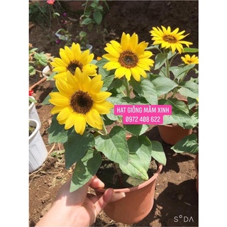 250 Hạt giống hướng dương lùn