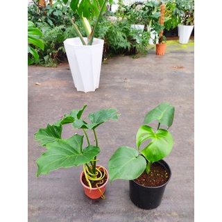 Combo trầu bà Nam Mỹ+ trầu bà thanh xuân