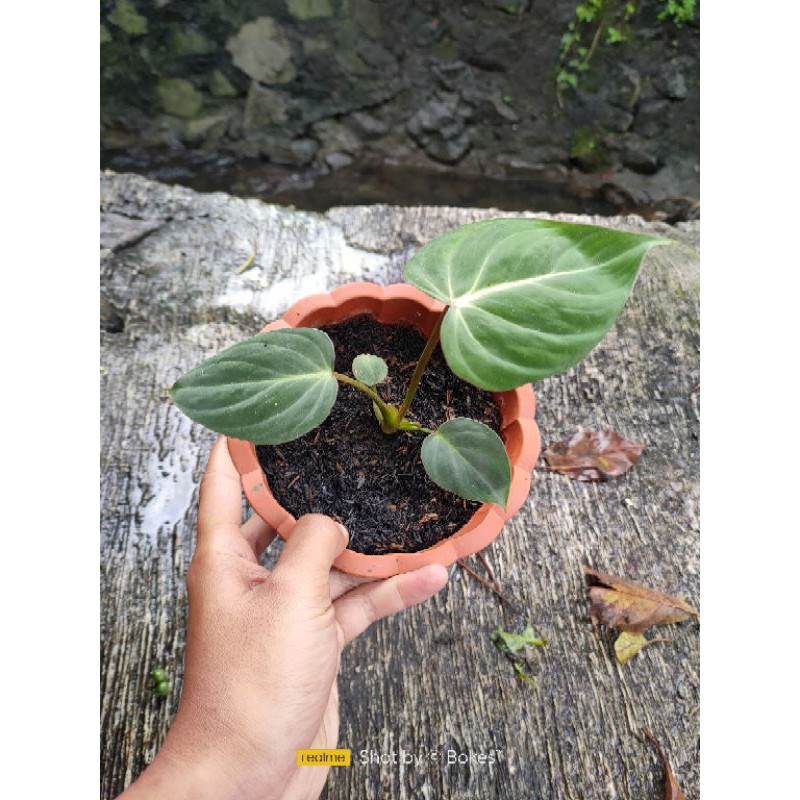Giày Philodendron Gloriosum Chất Lượng Cao | BigBuy360 - bigbuy360.vn