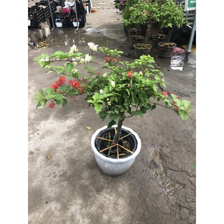 COMBO 3 CÂY HOA GIẤY NGŨ SẮC