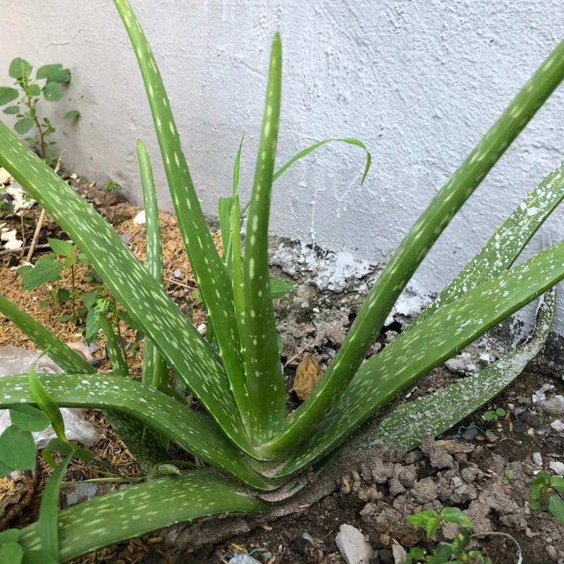 Cây nha đam(Cây lô hội)