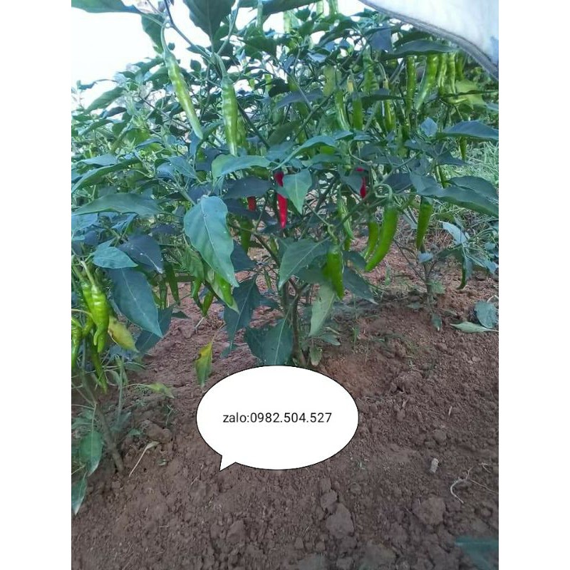 HẠT ỚT XANH QUÊ ĂN MỲ QUẢNG