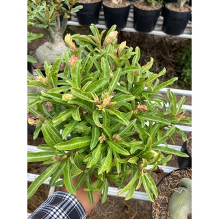 cây sứ ghép giống mới