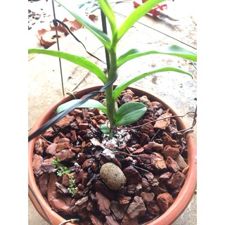 Siêu kích  rễ  Mỹ Take root 56gr