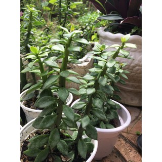 Xương rồng diệp long